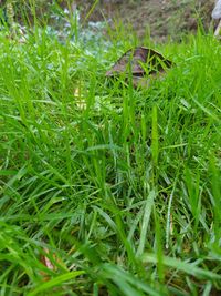 High angle view of grass