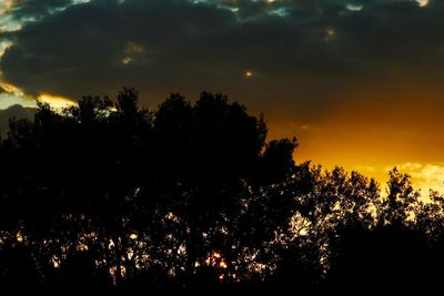 Low angle view of silhouette trees against sky during sunset