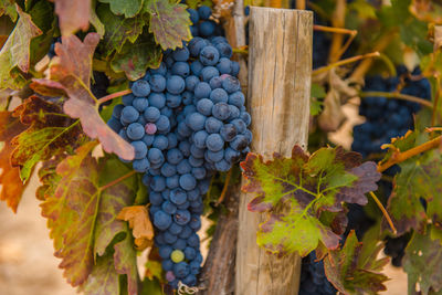 Close-up of grapes growing in vineyard