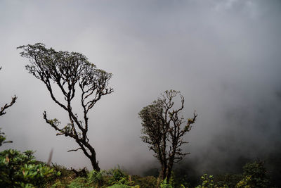 Low angle view of trees against sky