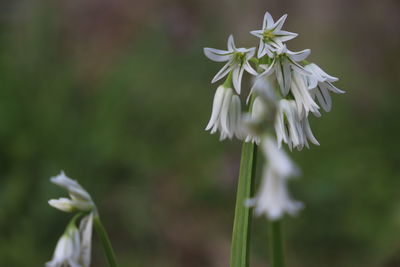 Close-up of white flowering plant