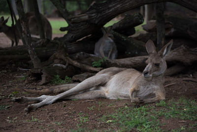 View of a kangaroo resting on ground