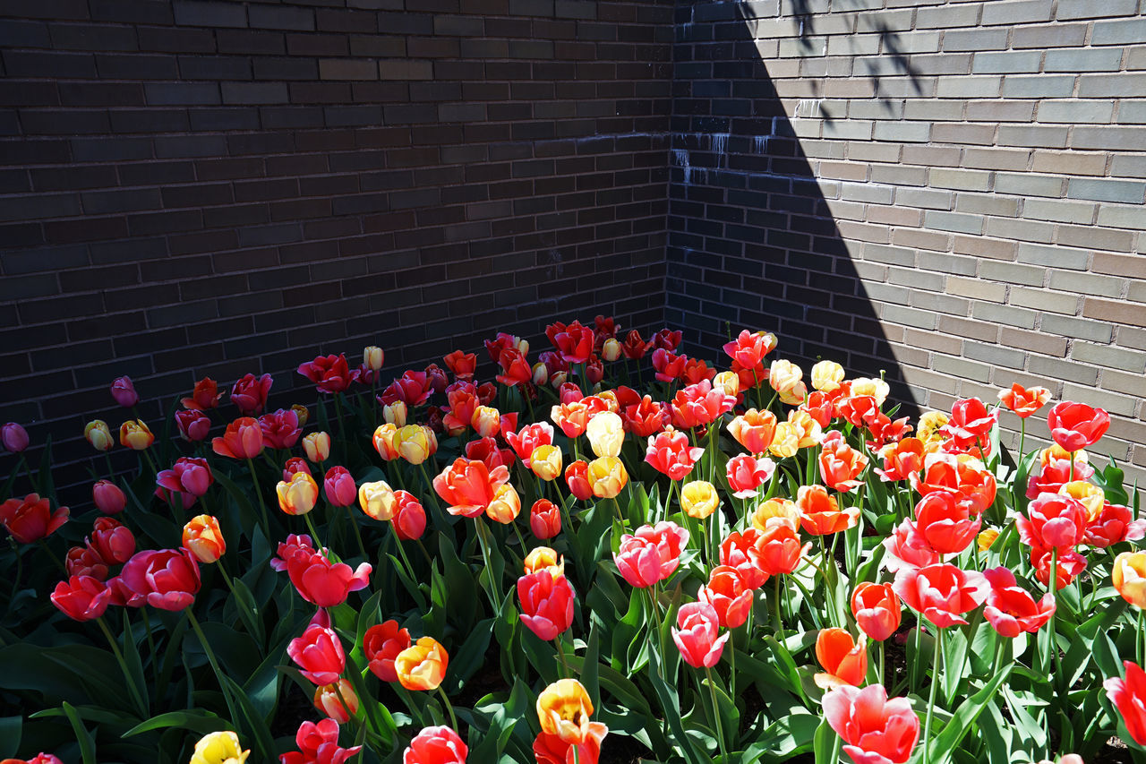 CLOSE-UP OF RED TULIP FLOWERS AGAINST BRICK WALL