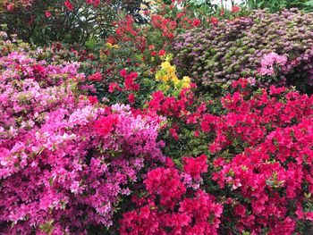 Pink flowering plants