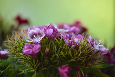 Close-up of pink flowers