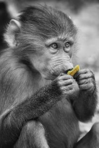 Close-up of baby eating food