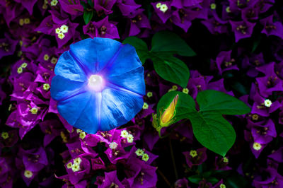 Close-up of purple flowering plants