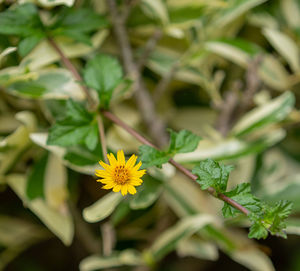 Close-up of yellow flowering plant