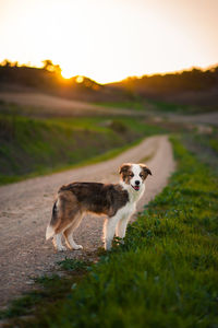 View of a dog on field during sunset