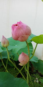 Close-up of pink lotus water lily