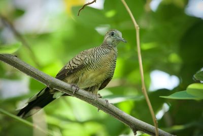 Bird perching on a branch