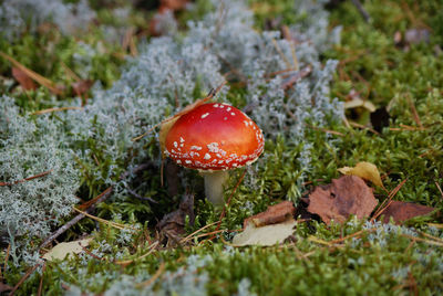 Close-up of fly agaric mushroom