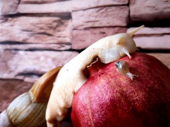 Close-up of apple on table