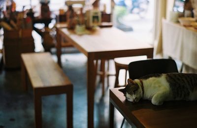 Close-up of cat relaxing on table