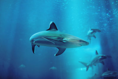 Low angle view of sharks swimming in aquarium