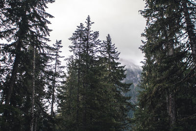 Low angle view of trees in forest