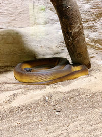 High angle view of dead fish on sand