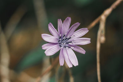 Close-up of pink flower