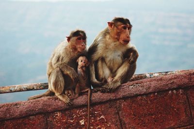 Monkeys sitting on retaining wall against sky