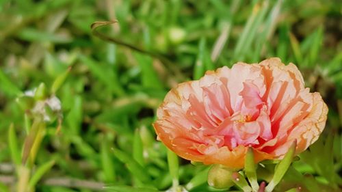 Close-up of pink flower