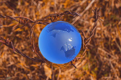 The concept of symbolism. on yellow grass is a glass globe, which is surrounded by rusty barbed wire