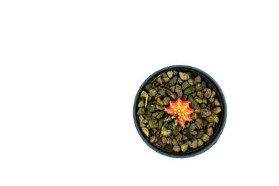 Directly above shot of potted plant against white background