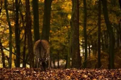 View of a forest