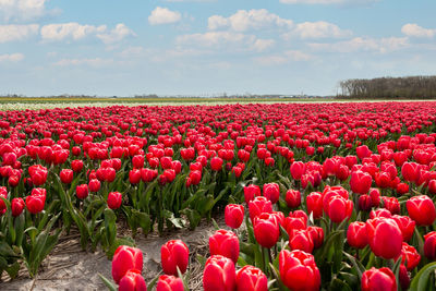 Red tulips in field