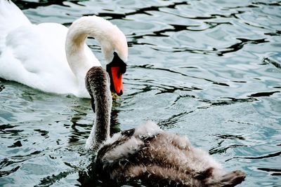 Swan swimming in a lake