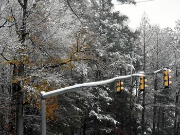 Snow covered trees against sky