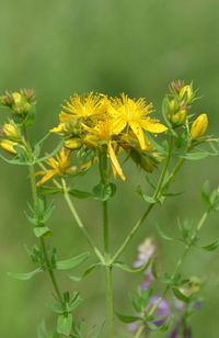 Close-up of yellow flowers blooming outdoors