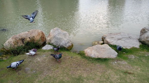 High angle view of birds perching on lake