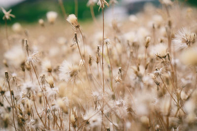 Close-up of plant growing on field