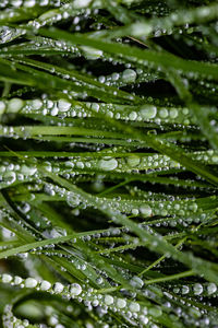 Full frame shot of raindrops on leaves