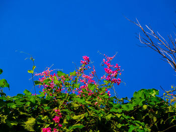 Low angle view of flowers blooming against blue sky