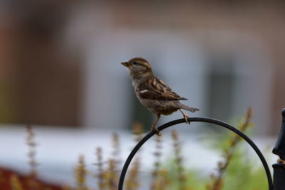Close-up of bird perching on a plant