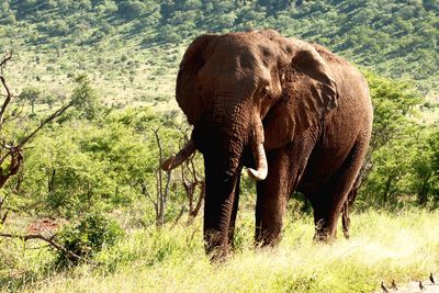 Elephant grazing on field in forest