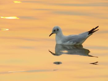 Seagull perching on a sea