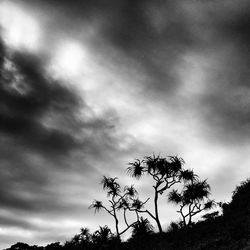 Low angle view of palm trees against sky