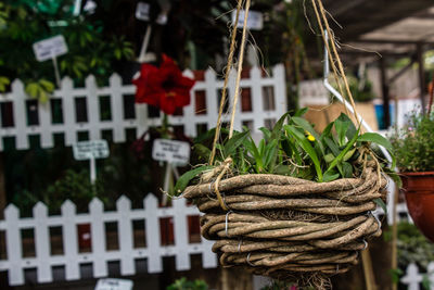 Close-up of rope tied plant