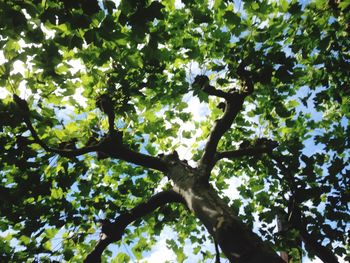 Low angle view of trees