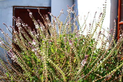 Close-up of plants against sky