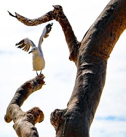 Low angle view of owl perching on tree against sky