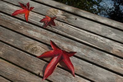 Close-up of red leaves on wood