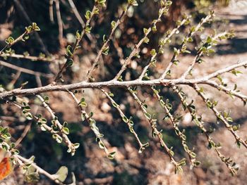 Close-up of plant