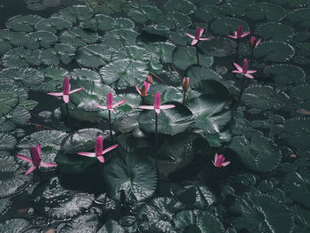 High angle view of pink flowers floating on water