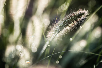 Close-up of dandelion on field