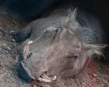 Close-up of wild boar sleeping on field