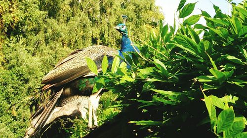 Plants growing on tree