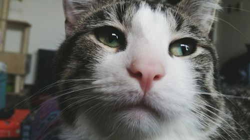 Close-up portrait of cat